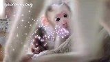 猴子新生儿很呆萌，咿咿呀呀要喝奶，可爱