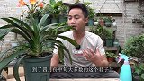 君子兰花朵开谢后，修剪“手法”不恰当，腐烂了别怪我没教