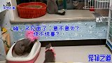 初次与新来小猫见面，胖公猫突然动手就打，有只小猫秒变跟屁虫