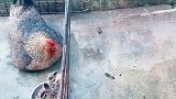 鸡：敢欺负我儿子，你们试试！