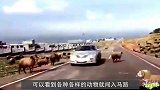一匹马在公路上狂奔，不料速度太快刹不住，一头撞向了汽车！