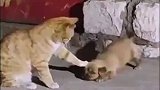 猫咪居然欺负小狗，这不妥妥的霸凌吗？