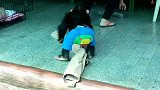爱玩的天性根本挡不住，小猩猩虽然被链子拴住，依然很会玩！