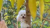 狗狗在树上拍照，这是专业模特啊，表情管理真不错