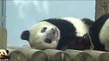 熊猫香香为什么能集万千宠爱于一身？确认过背影，是心动的感觉