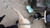 铲屎官说出去玩，拉布拉多会激动的手足无措，这狗快要听懂人话了