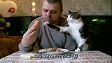 猫咪看到主人在吃饭，示意主人分给它吃，忍无可忍伸出爪子抢