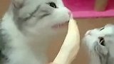这么好吃的东西居然被嫌弃吗