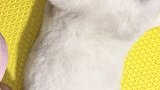 猫的尾巴应该是用来接收喵星信号的吧？猫 宠爱里云社区