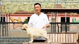 怎样挑选优秀的拉布拉多犬(16) 前肢。犬种密码 帝中海犬舍 鹏哥家鹏嫂