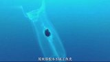 比海水还要清澈的鱼，全身透明，科学家：发现它赶紧放生