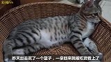 捡了一只会拆家的猫，啃网线、拆鸡毛掸子还掏米袋子，特别调皮