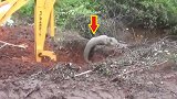 水井频繁传出怪声，村民请来挖掘机，挖出一只“大家伙”！