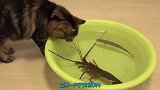小猫VS小龙虾，谁才是真正的王者？如此大场面可不能错过！