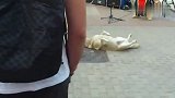 狗狗四脚朝天的躺在大街上睡觉，感觉到有人围观拍照，赶紧起来