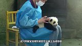 奶爸给熊猫宝宝排队，熊猫一动不动，简直要被萌翻了