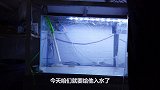 DIY水妖精华丽入缸，效果好过水族店专用品，这下卖家要哭了