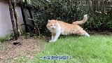 假日雨绵绵，猫猫8天乐
