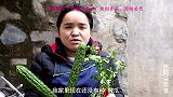苗大姐二根黄瓜拿来吃，豆豉辣椒酱一拌，米饭辣椒一盘吞