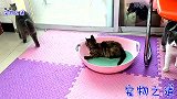 家里新来一只小流浪猫后，所有蓝猫都怂了，不愧是中华田园战斗猫