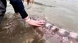 女子钓到一条超级大鱼，将其放归大海