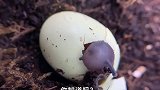 新生的蜗牛为什么要吃自己的卵壳呢