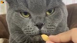 猫咪：你让我叫我就叫啊？我不要面子的吗？朕不吃了