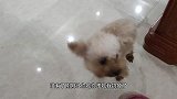 小泰迪要吃的妈妈没给，结果小泰迪走的六亲不认