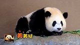 熊猫宝宝彩浜吐舌卖萌超可爱，微笑脸更是治愈人心
