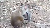 得了小猴子非常爱妈妈