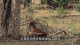 猴子树上挑衅花豹，花豹向上一窜，网友：不作死就不会死