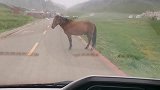 农家姑娘在关山草原隐居，路上被一匹帅马截住，怎么说也不肯走！