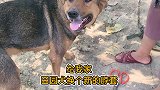 我家田园犬也很懂事
