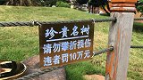 广西一景区攀折损伤树木罚款10万 景区：起到震慑作用
