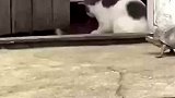 看最后不笑算我输，猫好像看见我们行凶