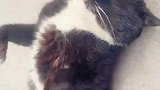 爱撒娇的猫咪：爱打滚