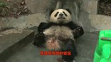 熊猫一巴掌把宝宝拍沟里，好半天才想起是亲生的，下一秒憋住别笑