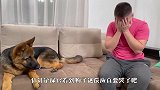 男主人大哭不止，一旁的德牧啥反应？结局笑翻了