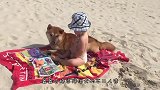 红遍日本的“岛原三柴”，如今已成柴犬圣地，点名就会冒出头来！