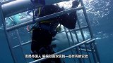 女子给鲨鱼喂食时，突然被鲨鱼给拉下水，镜头记录全过程！