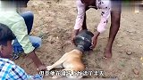 世界之大无奇不有，狗狗头被坏人塞进罐子里，好心人直接棍棒伺候