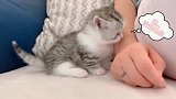 猫咪不会吵吵闹闹，乖乖求抱抱！
