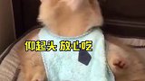 是羡慕浣熊 的一天！吃吃喝喝睡睡无忧无虑，不像我！打工人 娱乐评论大赏