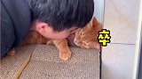 万万没想到结局是这样的……猫主子的日常 猫咪的迷惑行为 我和我的猫