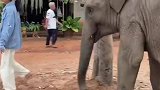 与象共舞！场面一度温馨