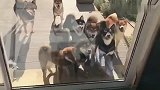 一大早起来门外来了这么多只狗，开门会发生什么