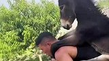 男子扛着驴子骑车，这是锻炼还是送货，应该是锻炼