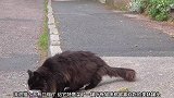 猫咪有罐头可以吃，海鸥看到后就飞过来，把它抢走