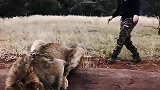 男子戏耍狮子，给人家吓一跳