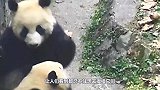 男子翻围墙摸熊猫，结果熊猫死活不让他走，镜头拍下全过程